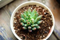 ����ֲ��ǧ������ô�� ����ֺ�ǧ����