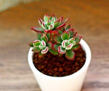 ����ֲ���������ô�� ����ֺý�����