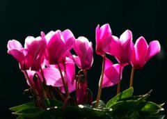 �ɿ�������ֳ���� ����ֺ��ɿ���