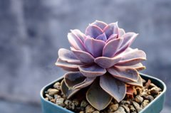 ����ֲ����������ô�� �������������