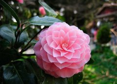 ɽ�軨����ֳ���� �����ֲɽ�軨