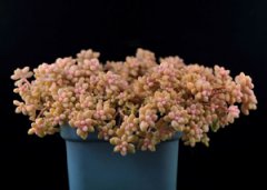 ����ֲ�Ｇ������ô�� ����ֺü�����