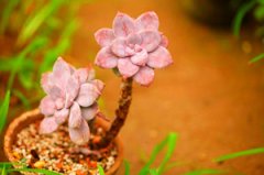 ����ֲ�ﻪ���糵��ô�� ����ֺû����糵