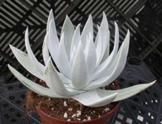 ����ֲ����Ů����ô�� ���������Ů��