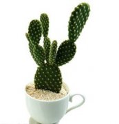 �μ���������ʲô��˼ �ܹ�����������