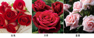 玫瑰花和月季花的区别 怎样区别玫瑰花和月季花