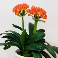 �μ���������ʲô��˼