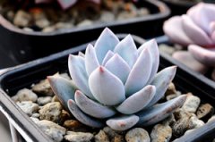 ����ֲ��˪֮����ô�� ����ֺ�˪֮��