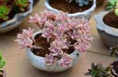 ����ֲ�Ｇ������ô�� ����ֺü�����