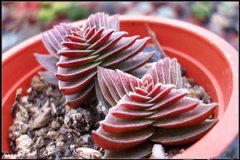 ����ֲ����֮����ô�� ����ֺ���֮��