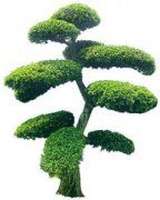 �μ��ɰص�Ԣ�� �ܹ������ɰ�