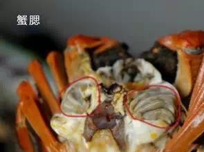 螃蟹什么地方不能吃