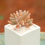 ����ֲ��������ô�� ����ֺ�����