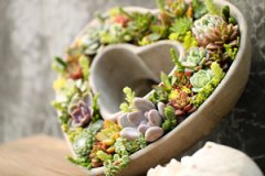 ����ֲ�����ƴ�� ����ƴ�̵�����