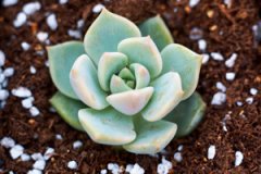 ����ֲ���ĵ����ô�� ����ֺð�ĵ��