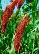 �μ�������ʲô��˼ �ܹ����θ���