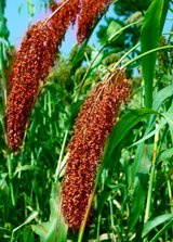 梦见高粱是什么意思