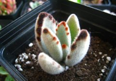 ����ֲ�����ö���ô�� ����ֺ����ö�