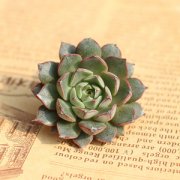 ����ֲ��С�ͽ���ô�� �������С�ͽ�