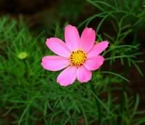 ��˹�յ���ֲ���� �����ֲ��˹��