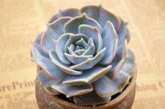 ����ֲ����������ô�� �������������