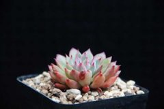 ����ֲ��Ů����ô�� �������Ů��