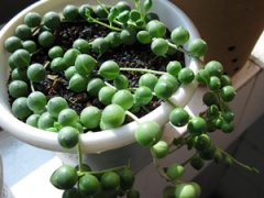 ����ֲ�����������ô�� ����ֺ��������