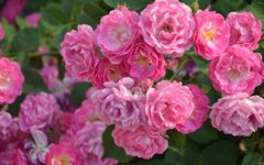 Ǿޱ������ֳ���� ����ֺ�Ǿޱ��