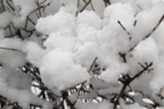 �μ���ѩ��ʲô��˼ �ܹ�������ѩ