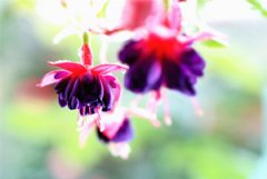 ���ҽ��ӵ���ֳ���� ����ֺõ��ҽ���