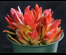 �������ֳ���� ����ֺû��