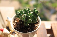 ¹�Ǻ�����ô�� ����ֺ�¹�Ǻ���