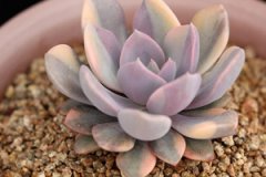 ����ֲ�������ô�� ������ֲ����