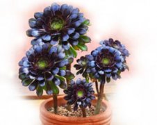 ����ֲ��ڷ�ʦ��ô�� �ڷ�ʦ��ֲҪ��