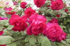 �μ��¼�����ʲô��˼ �ܹ������¼���