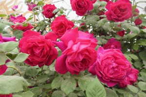 梦见月季花是什么意思