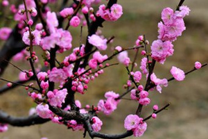 �μ�÷����ʲô��˼ 