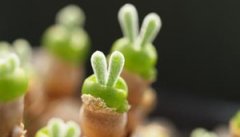 ����ֲ����ô�� �����ֺö���ֲ��