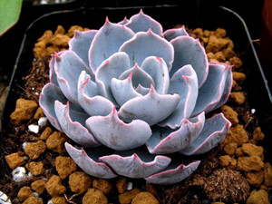 多肉植物蓝石莲怎么养 如何种好蓝石莲