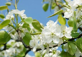 梦见梨花是什么意思