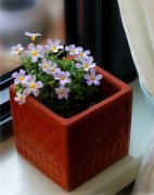 ��������ֲ���� ��ֲ����