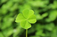 ��Ҷ�ݵĻ��� ��Ҷ��ͼƬ����