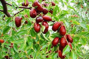 �μ���������Ԣ��