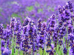 ޹�²ݵĻ��� ޹�²ݵĴ�˵��ͼƬ����