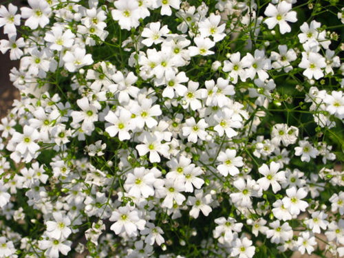 满天星图片欣赏