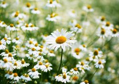 ���ջ����ͼƬ����