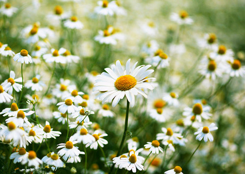 雏菊花语和图片欣赏