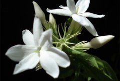 ���򻨵Ļ��� ����ͼƬ����