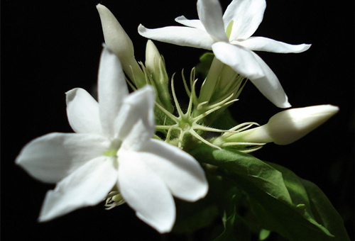 茉莉花图片欣赏