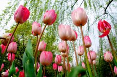 ������Ļ��� ������ͼƬ����